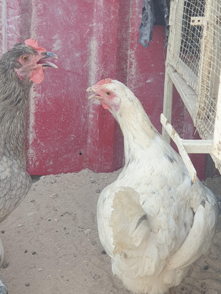 للبيع دجاج سوري بياض وركاك - 4