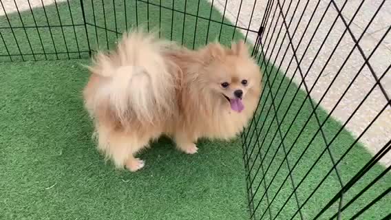 Pomeranian male - 1