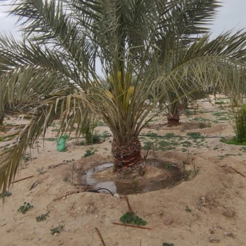 العنايه بالنخيال - 4