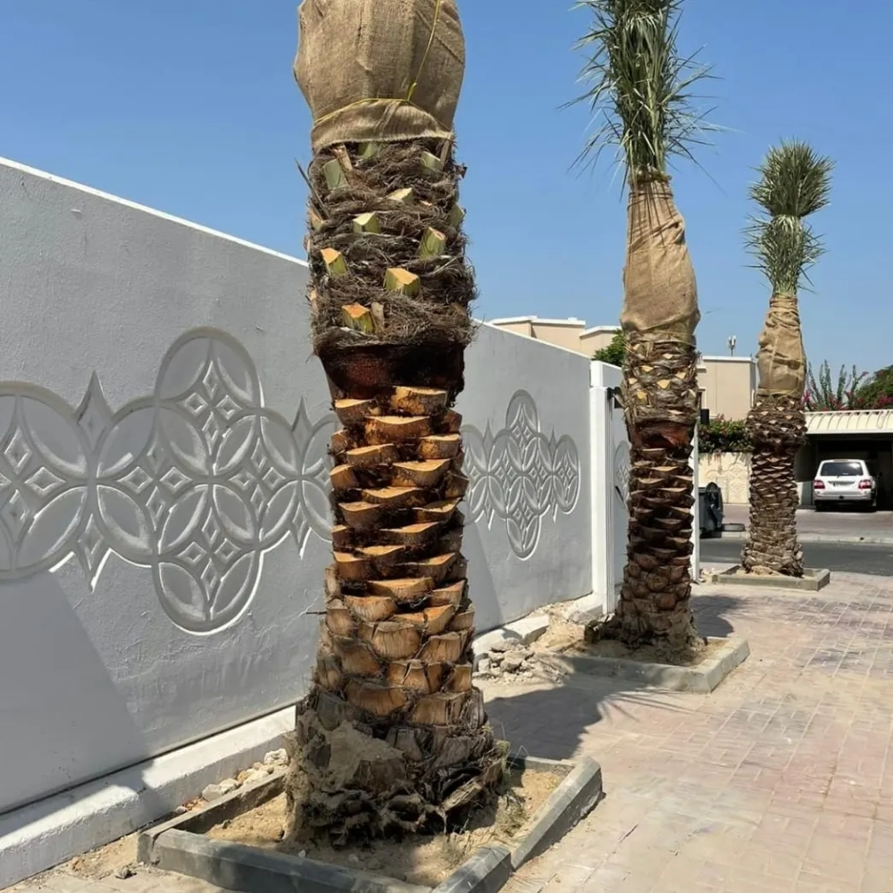 العنايه بالنخيال - 2