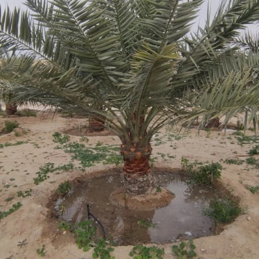 العنايه بالنخيال - 3