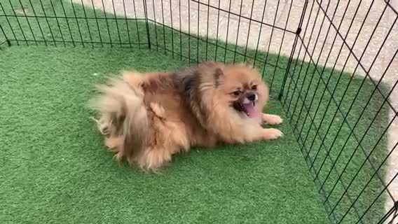 Pomeranian male  - 2