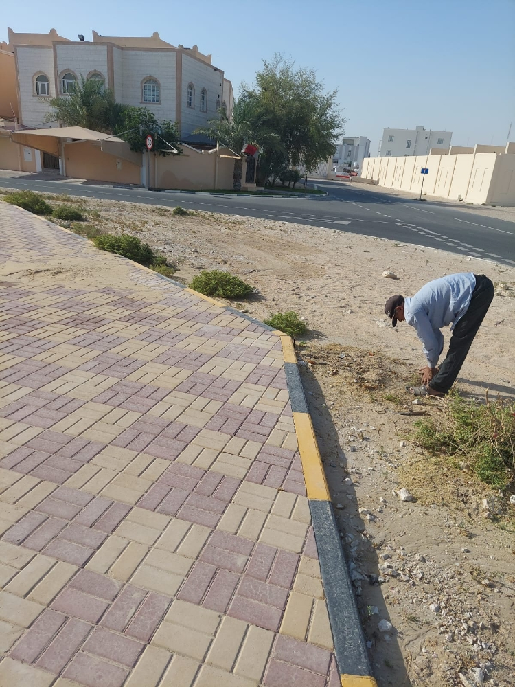 زراعه اخلاص وبرحى صغير - 8