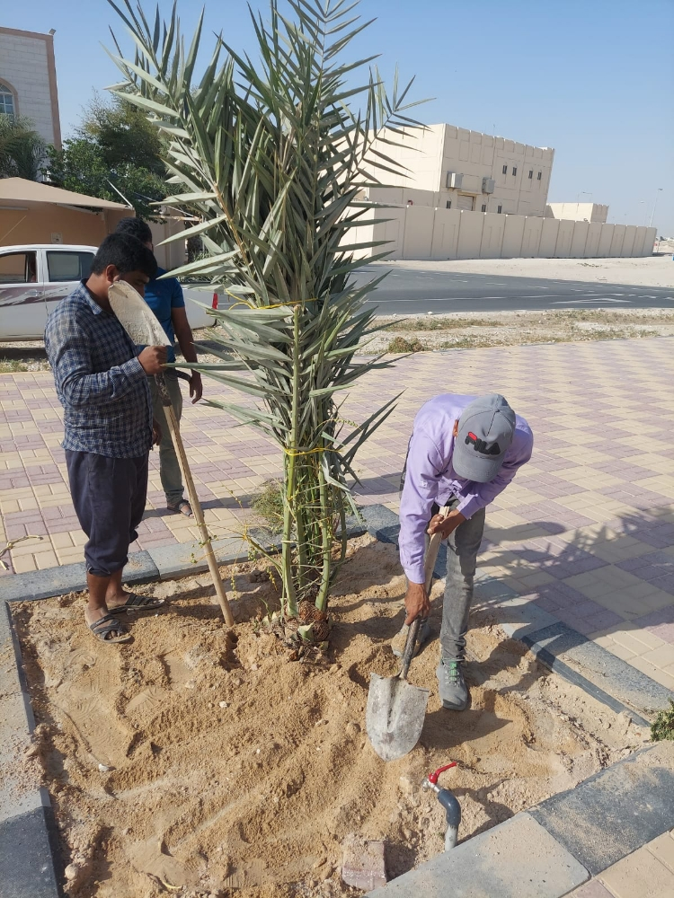 زراعه اخلاص وبرحى صغير - 3