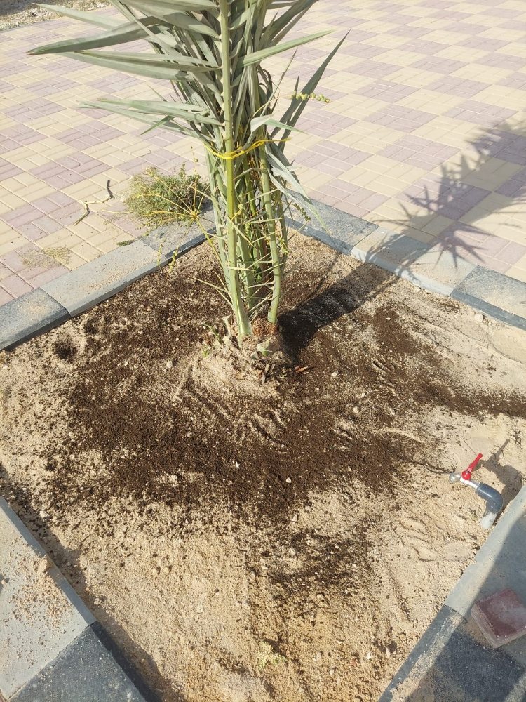زراعه اخلاص وبرحى صغير - 4