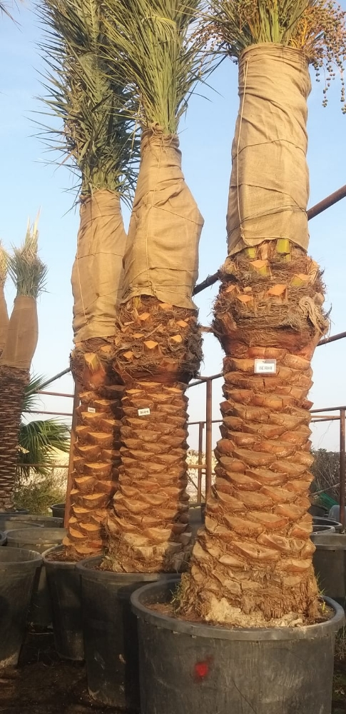 توريد وزراعه نخيل برحى - 3