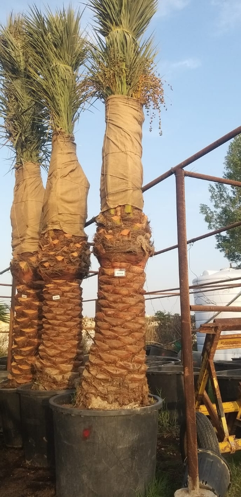 توريد وزراعه نخيل برحى - 2