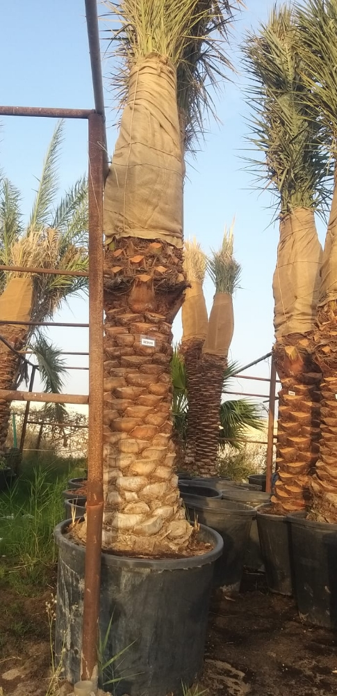 توريد وزراعه نخيل برحى - 4