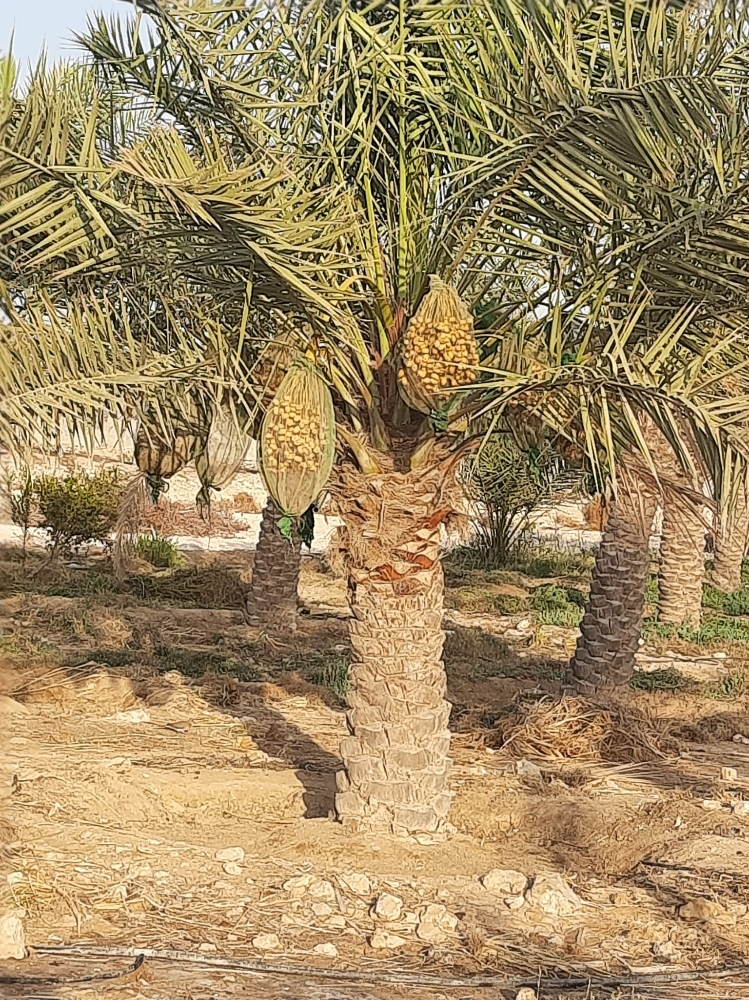 النخل الاخلاص - 1
