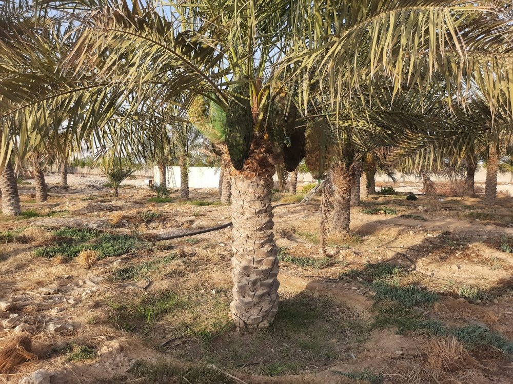 النخل الاخلاص - 2