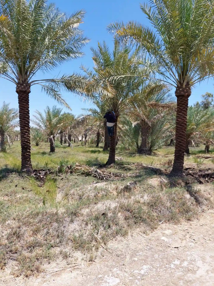 نخل كبير للبيع - 1