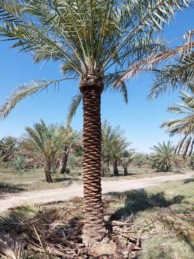 نخل كبير للبيع - 3