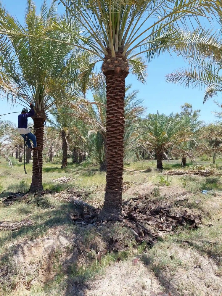 نخل كبير للبيع - 2