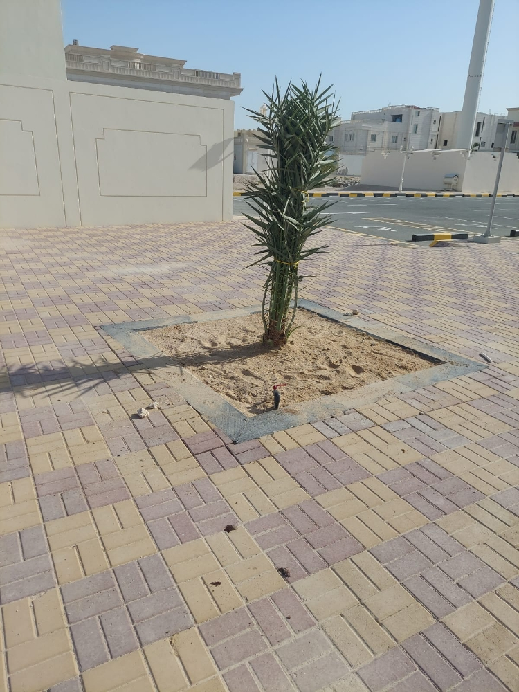 فصيله النخلللل الصغيره - 2