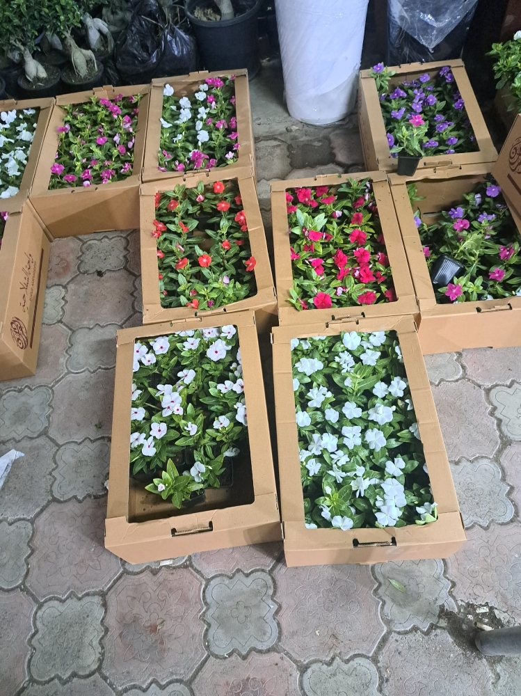ورد طبيعي - 1