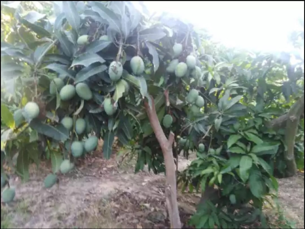 شجر مثمر - 1