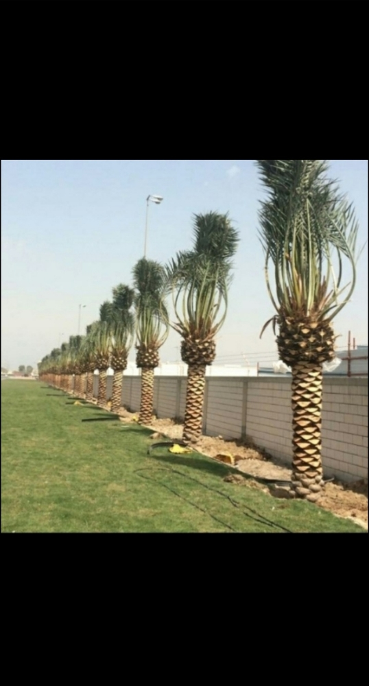 زراعه النخيل - 1