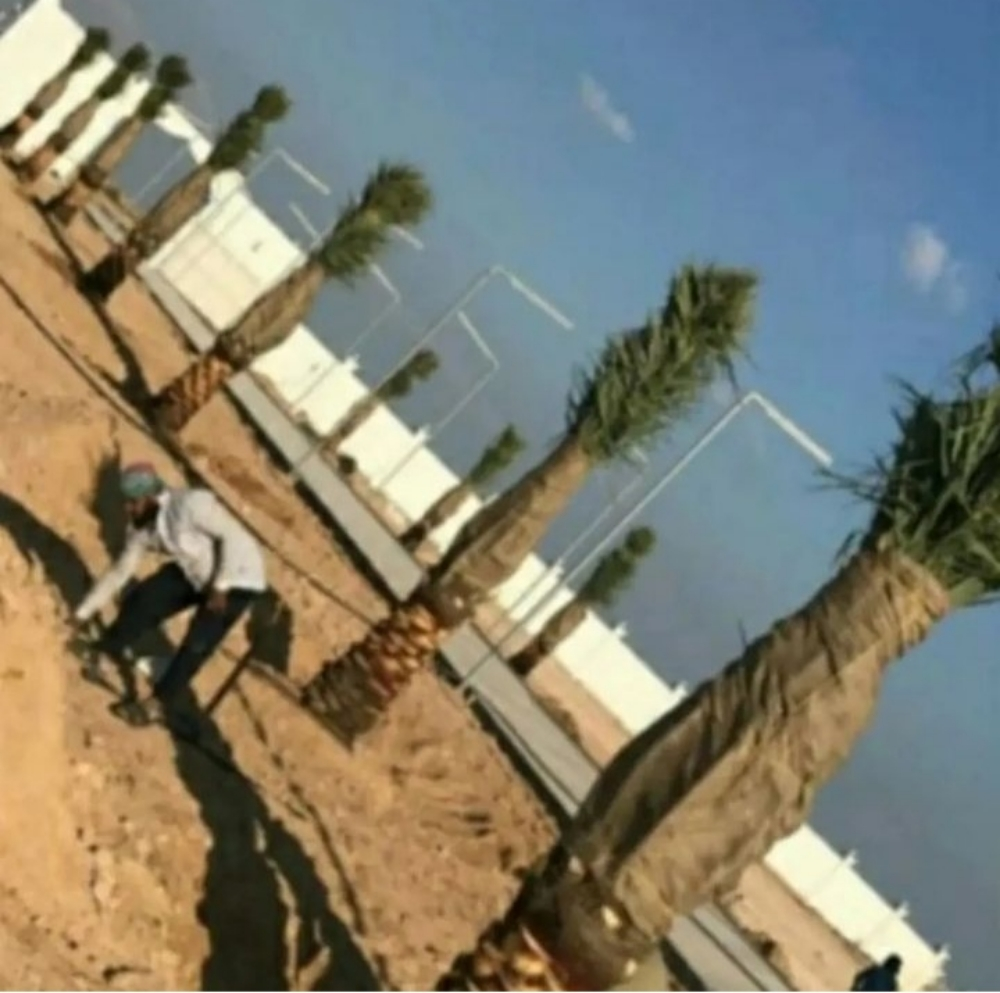 توريد وزراعة النخيل - 6