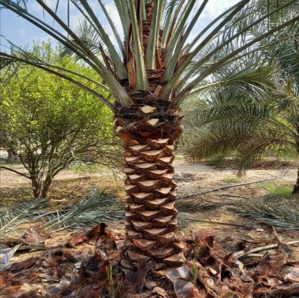 توريد وزراعة النخيل - 1