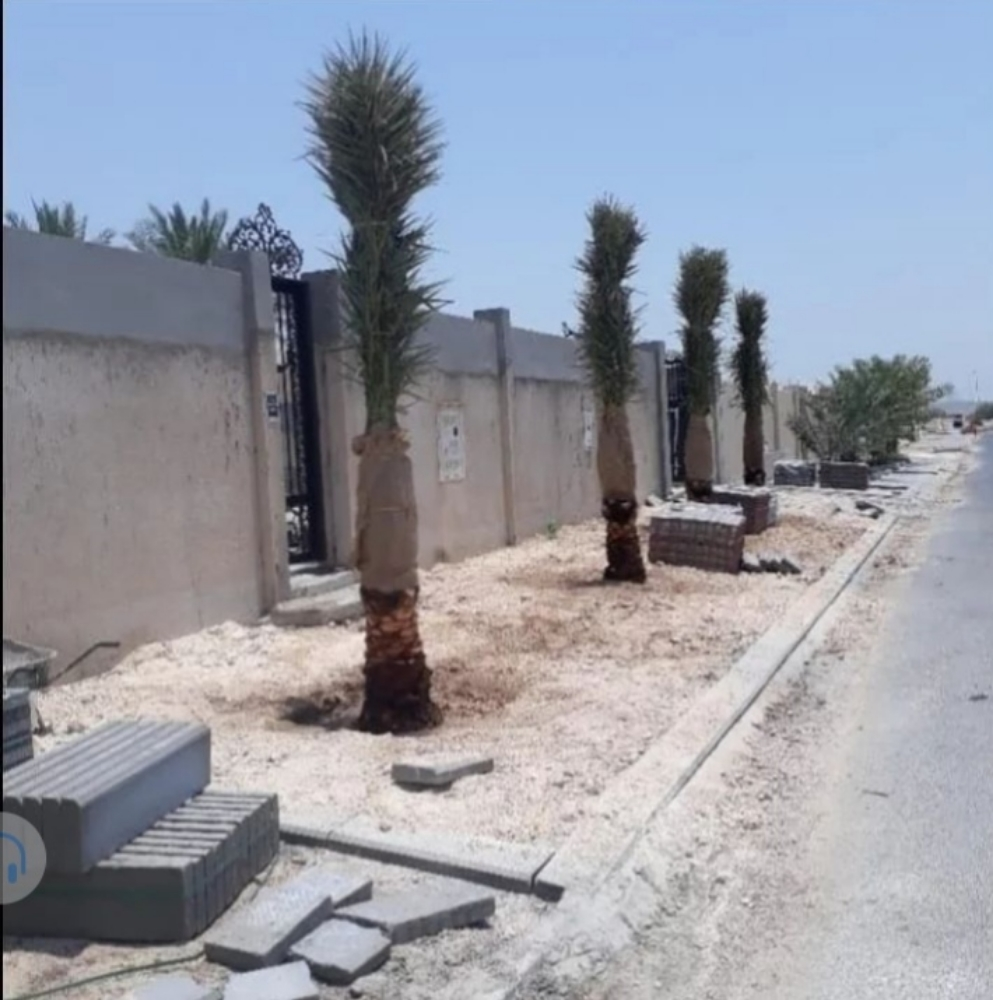 توريد وزراعة النخيل - 5