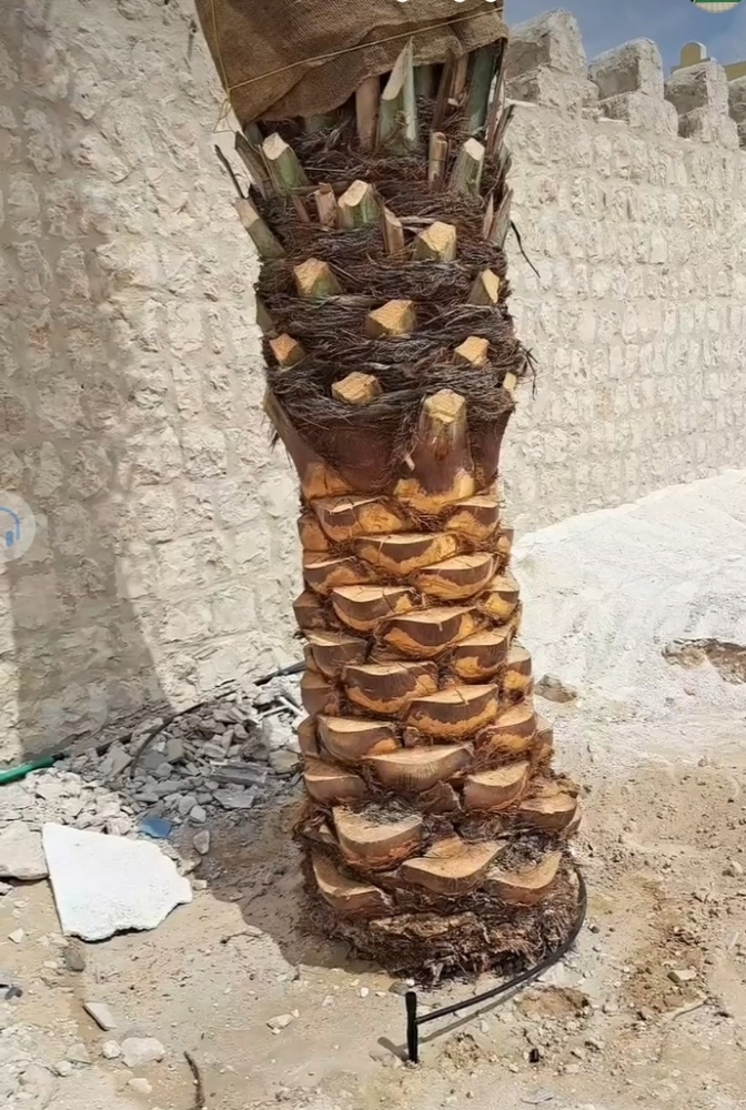 توريد وزراعة النخيل - 3