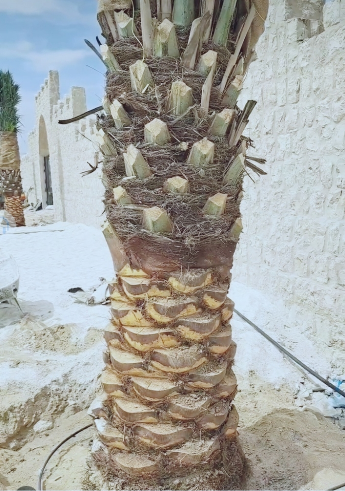 توريد وزراعة النخيل - 4
