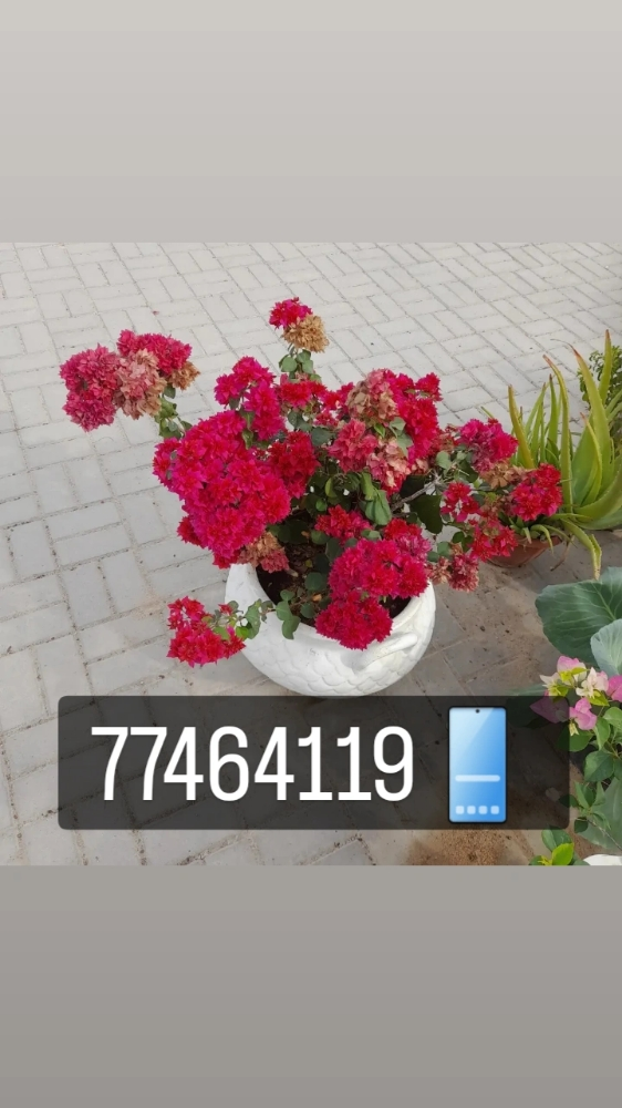 تنسيق الحدائق والعناية بالنخيل - 5