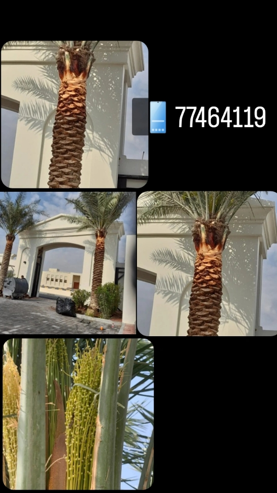 تنسيق الحدائق والعناية بالنخيل - 9