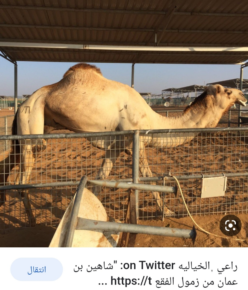 مطلوب جميع انواع الإبل - 1