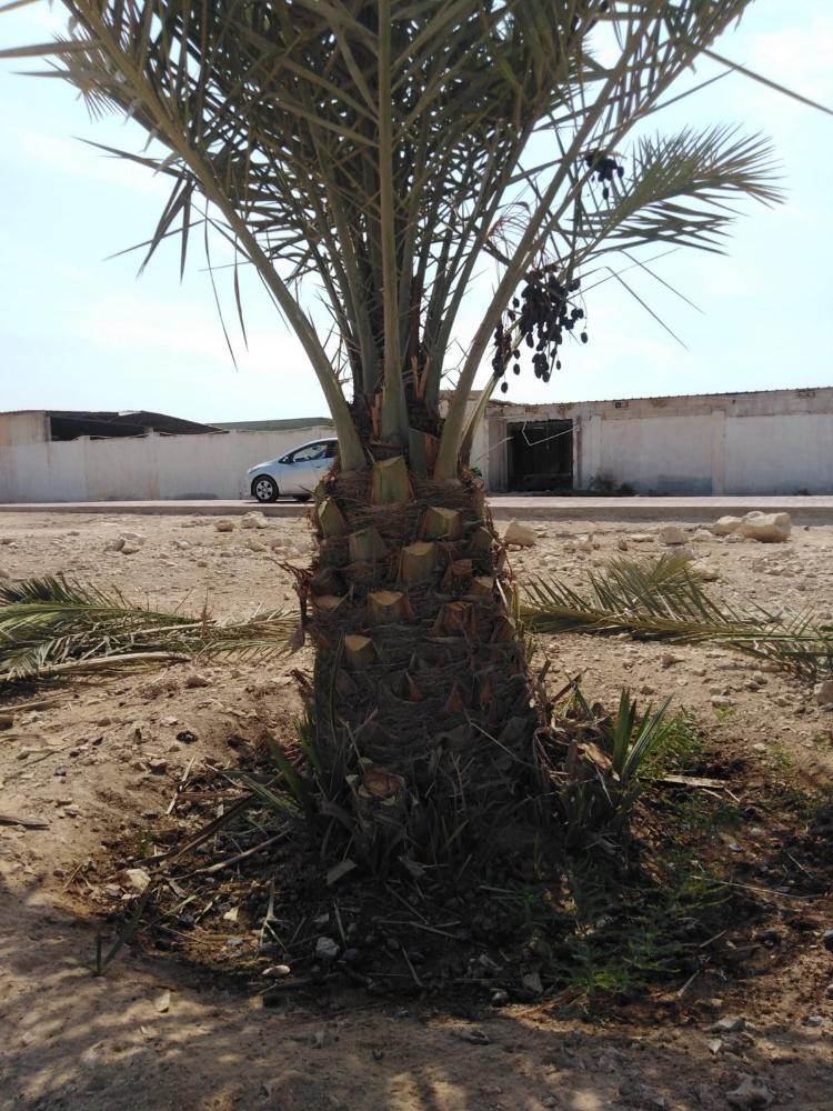 القاعود ونخل متر - 2
