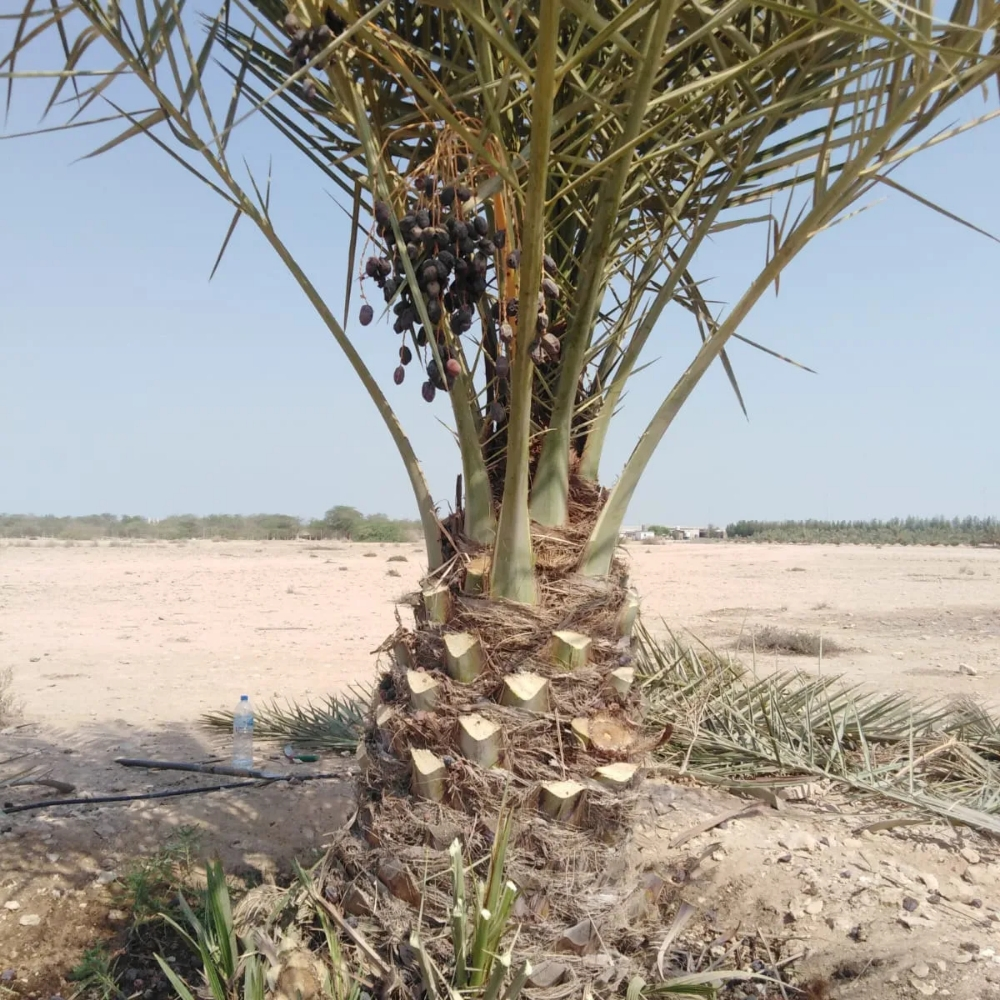 القاعود ونخل متر - 5