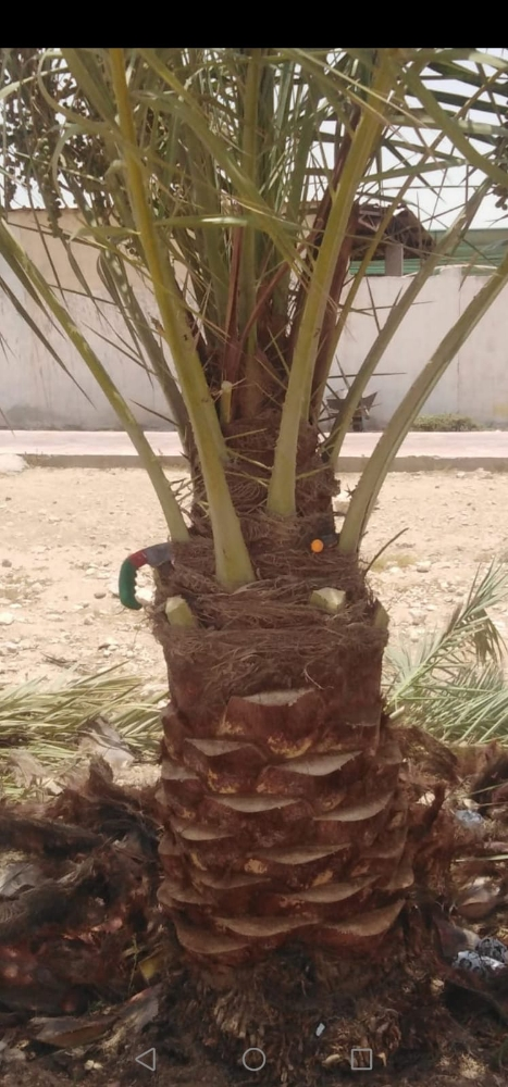 القاعود ونخل متر - 1