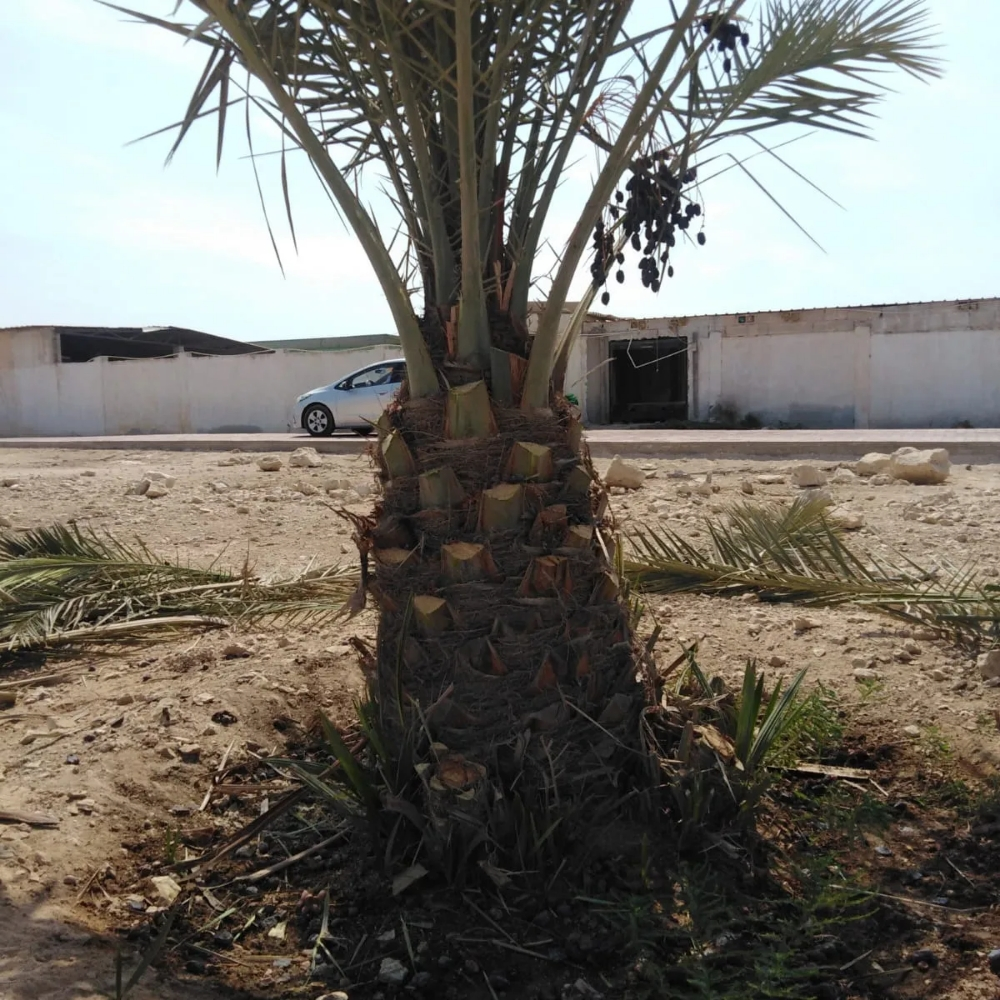 القاعود ونخل متر - 4