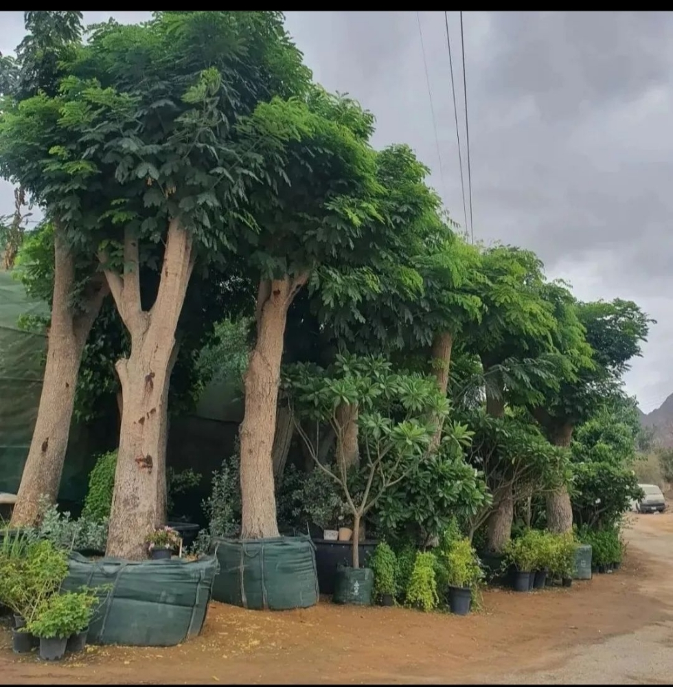 اشجار - 5