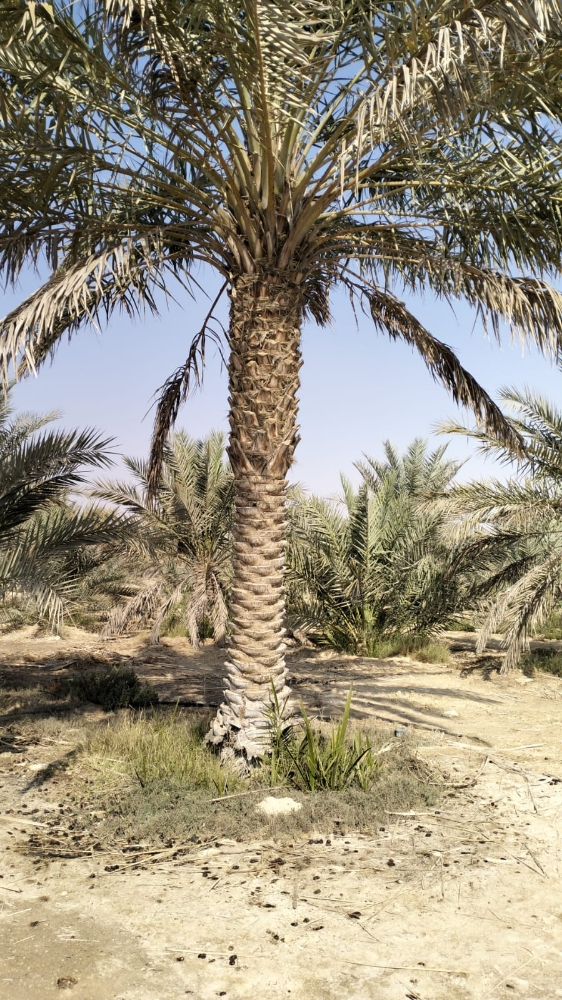 زراعه النخيل المثمررر - 5