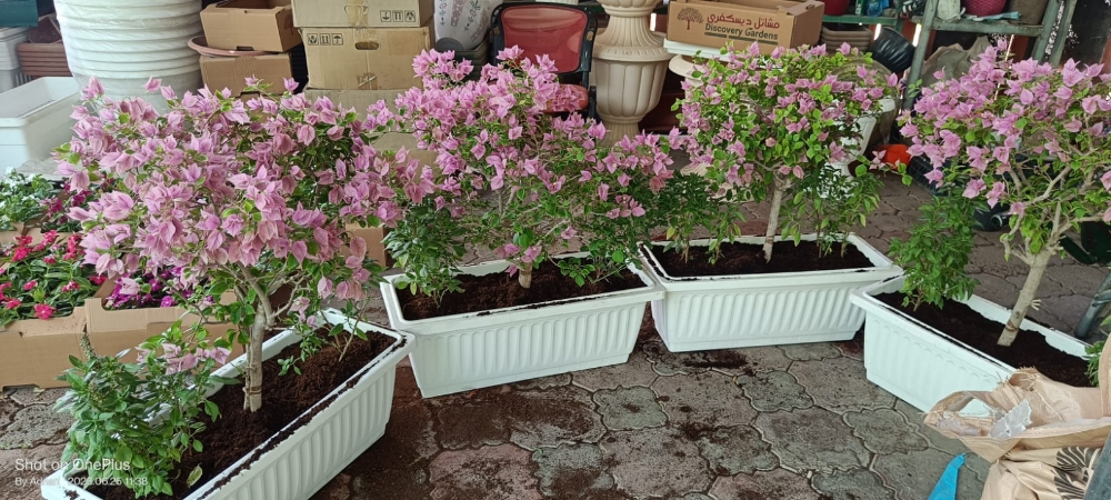 زراعات حديثه وعامه - 4