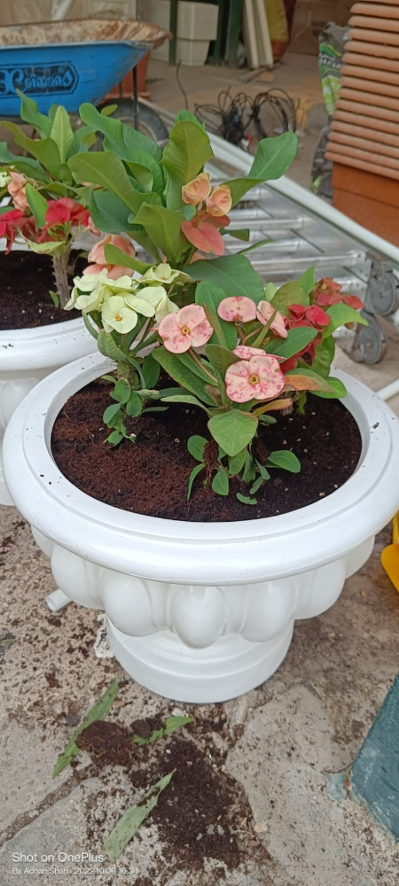 قراند زراعه اشجار وورد - 3