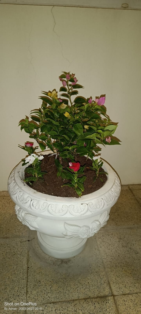 قراند زراعه اشجار وورد - 2