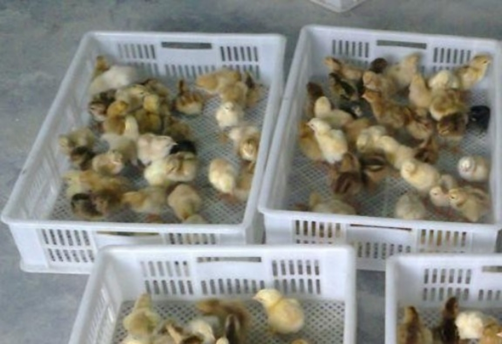 INCUBATORS FOR BIRDS - 11