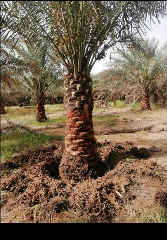 النخل الجيد - 1