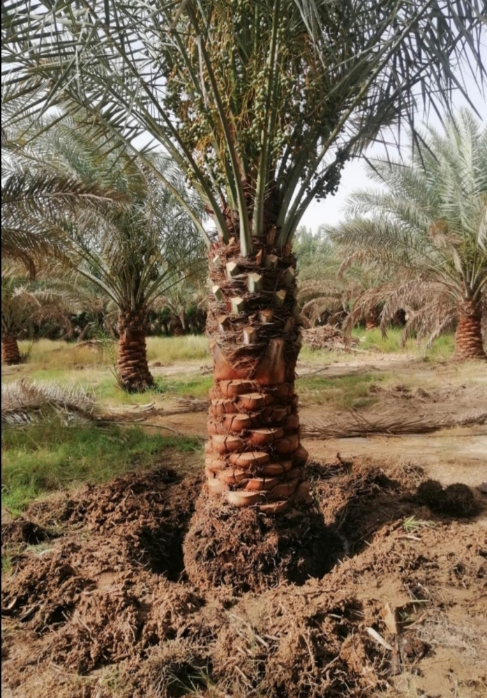 النخل الجيد - 2