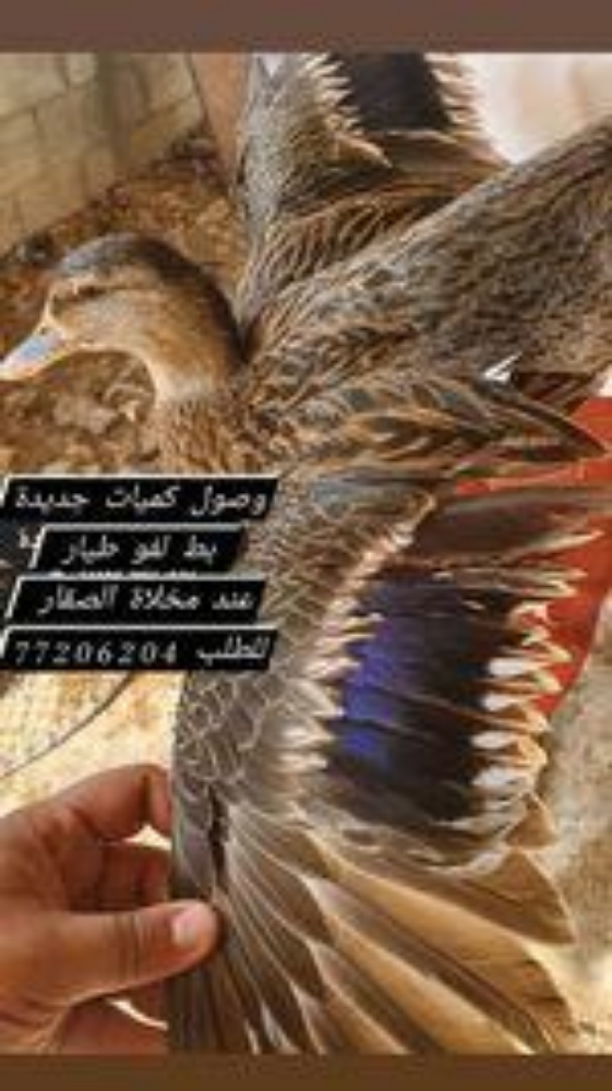بط طيار لفو - 3
