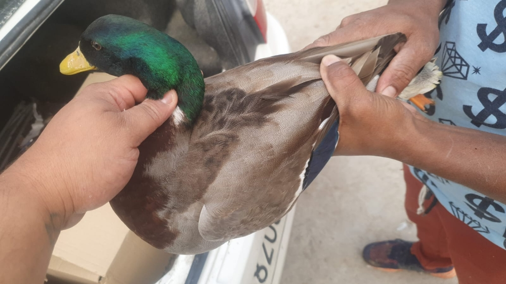 بط طيار لفو - 2