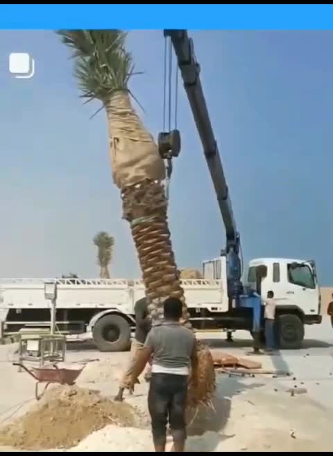 متخصصون في زراعه النخيل - 1