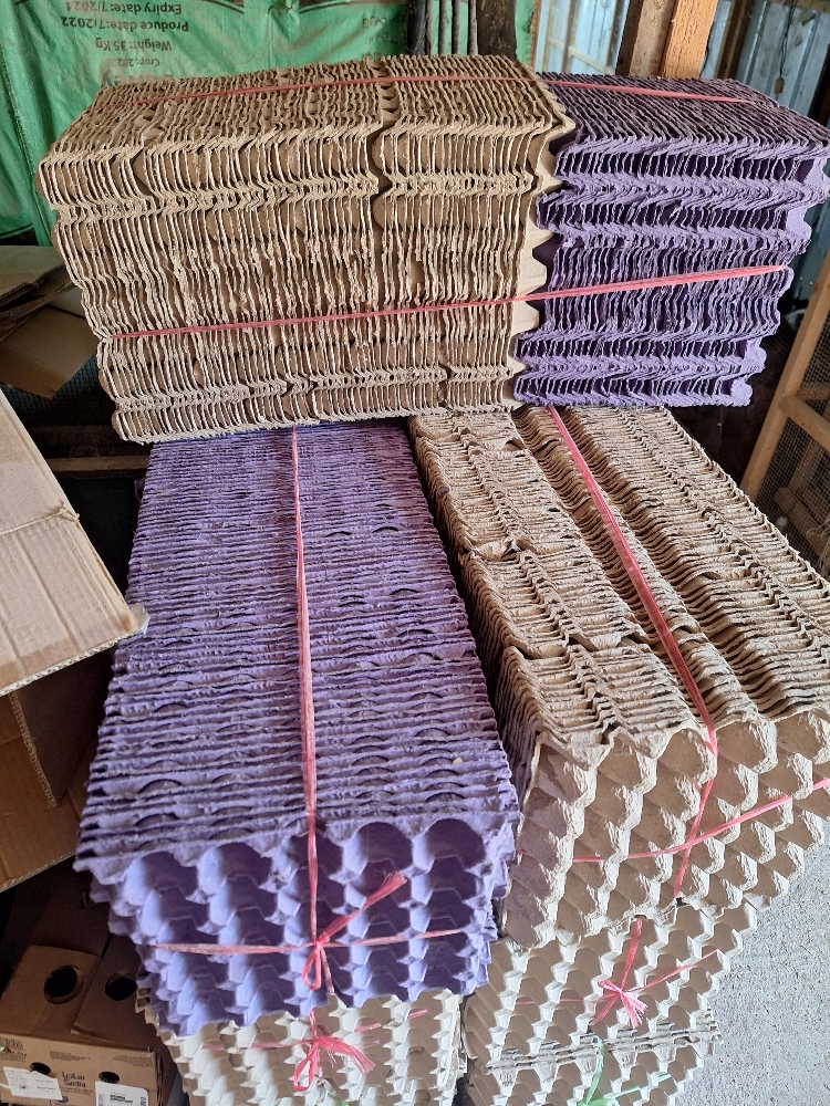 egg katun padi - 1