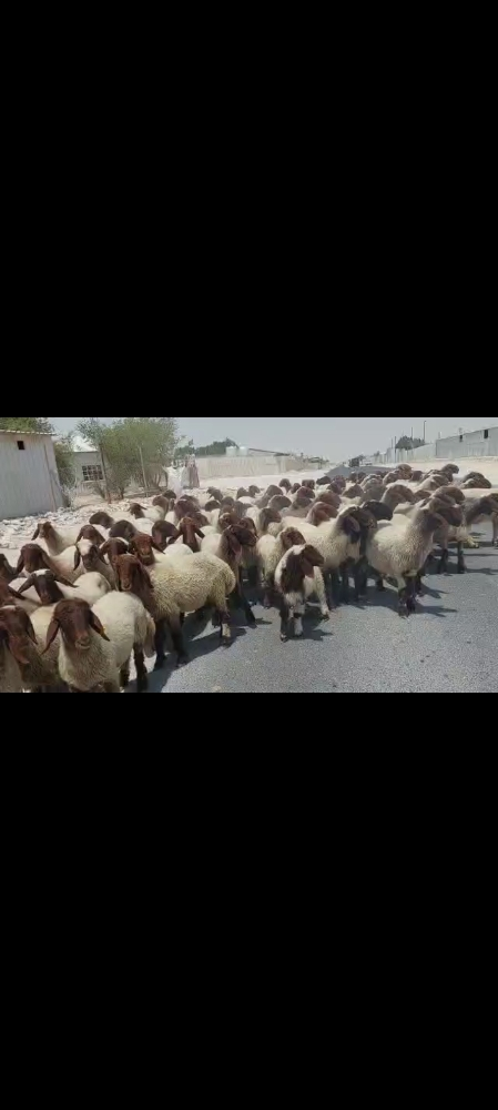 مطلوب غنم سوريه - 2