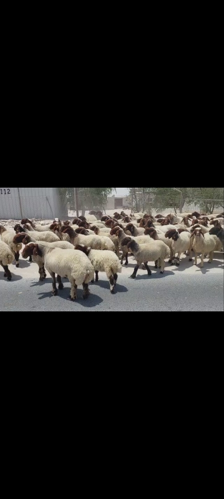 مطلوب غنم سوريه - 1