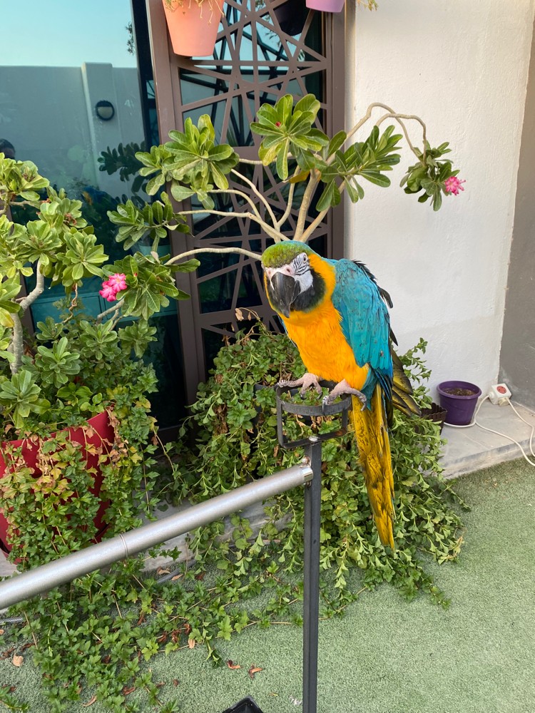 Golden Macaw - 2