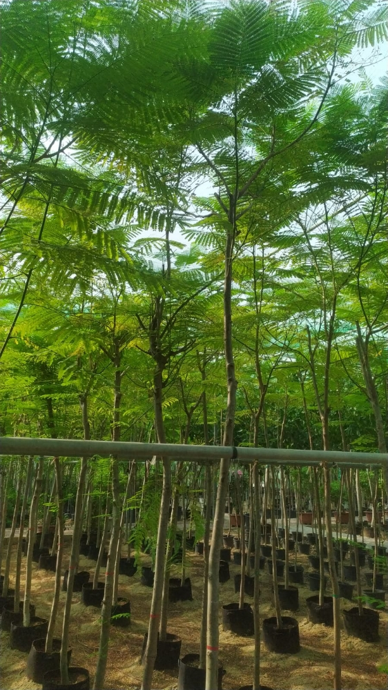 بنسيانا - 1