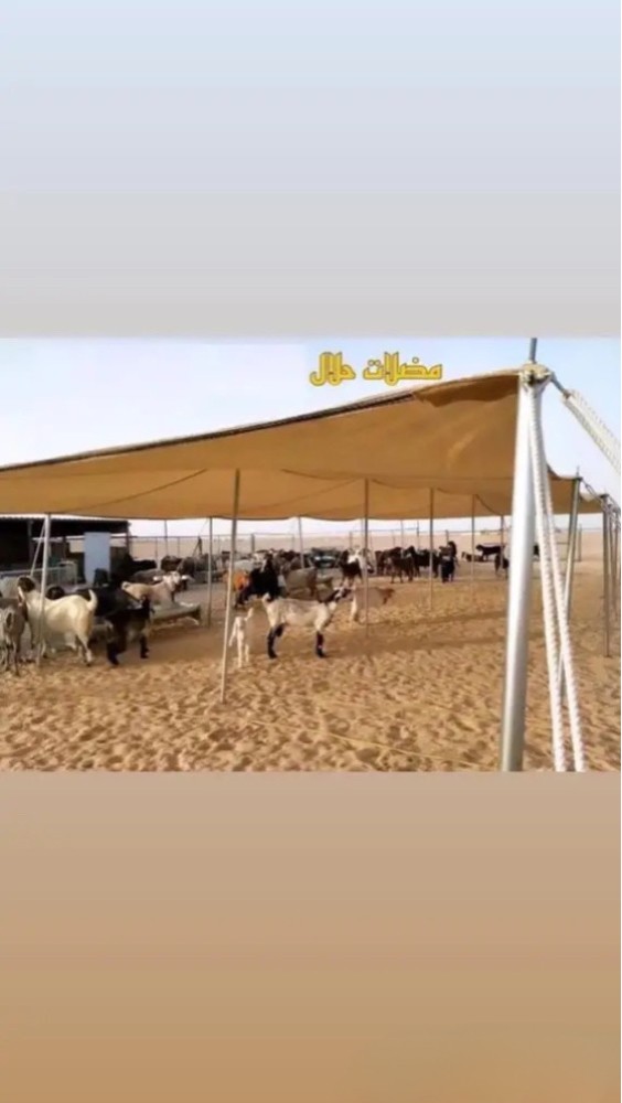 #ظلال#كشتة#قطر#حلال - 1